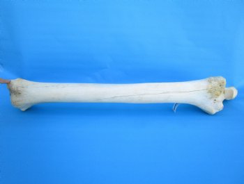 32 inches African Giraffe Radius Bone with Ulna for $159.99