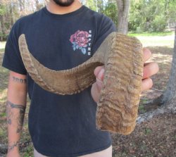 26 inches African M...