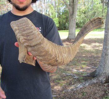 26 inches African Merino Ram, Sheep Horn  for $26.99