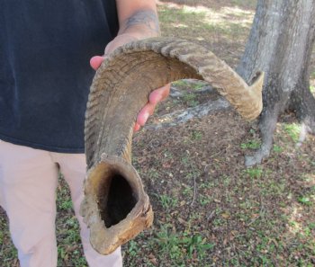 26 inches African Merino Ram, Sheep Horn  for $26.99