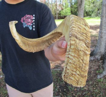 25-1/2 inches African Merino Ram, Sheep Horn  for $26.99