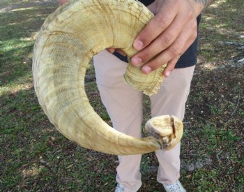 25-1/2 inches African Merino Ram, Sheep Horn  for $26.99