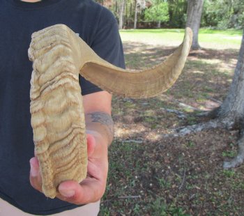 24 inches African Merino Ram, Sheep Horn  for $26.99