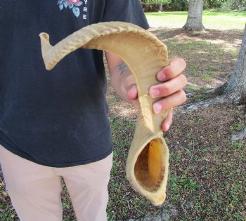 24 inches African Merino Ram, Sheep Horn  for $26.99