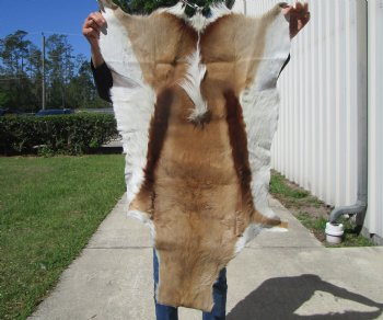 Springbok Skin, Springbok Hide, 43 x 28-1/2 inches - Buy this one for $64.99