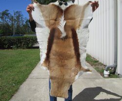 Springbok Skin, Springbok Hide, 43 x 28-1/2 inches - Buy this one for $64.99
