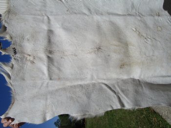 Springbok Skin, Springbok Hide, 43 x 28-1/2 inches - Buy this one for $64.99