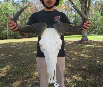 26-1/2 inches wide Huge African Blue Wildebeest Skull and Horns for $114.99