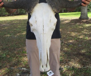 26-1/2 inches wide Huge African Blue Wildebeest Skull and Horns for $114.99