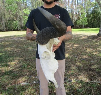 26-1/2 inches wide Huge African Blue Wildebeest Skull and Horns for $114.99