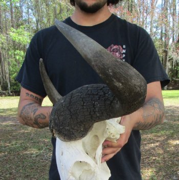 26-1/2 inches wide Huge African Blue Wildebeest Skull and Horns for $114.99