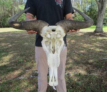 26-1/2 inches wide Huge African Blue Wildebeest Skull and Horns for $114.99
