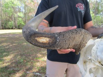 26-1/2 inches wide Huge African Blue Wildebeest Skull and Horns for $114.99