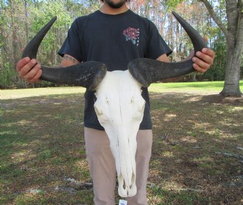 26-3/4 inches wide Huge African Blue Wildebeest Skull and Horns for $114.99