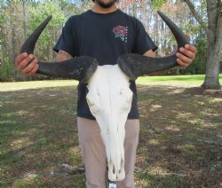 26-3/4 inches wide Huge African Blue Wildebeest Skull and Horns for $114.99