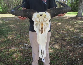 26-3/4 inches wide Huge African Blue Wildebeest Skull and Horns for $114.99