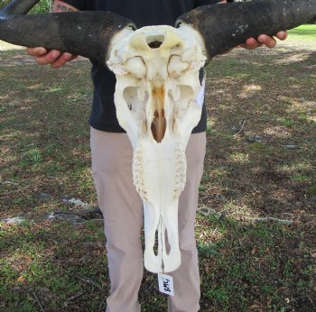 26-3/4 inches wide Huge African Blue Wildebeest Skull and Horns for $114.99