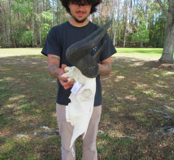 26-3/4 inches wide Huge African Blue Wildebeest Skull and Horns for $114.99