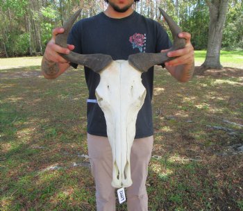 17-1/4 inches wide African Blue Wildebeest Skull with Horns 