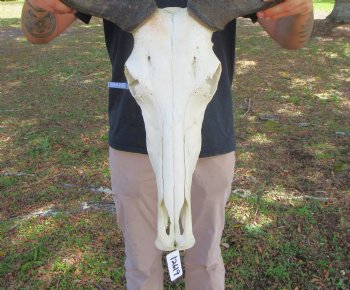 17-1/4 inches wide African Blue Wildebeest Skull with Horns 