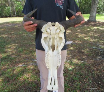 17-1/4 inches wide African Blue Wildebeest Skull with Horns 