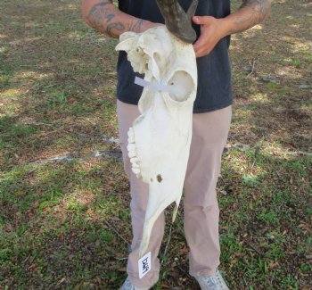 17-1/4 inches wide African Blue Wildebeest Skull with Horns 