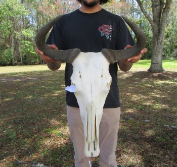 18-1/2 inches wide African Blue Wildebeest Skull with Horns 
