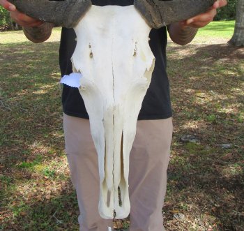 18-1/2 inches wide African Blue Wildebeest Skull with Horns 