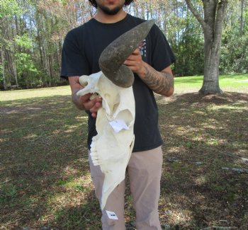 18-1/2 inches wide African Blue Wildebeest Skull with Horns 