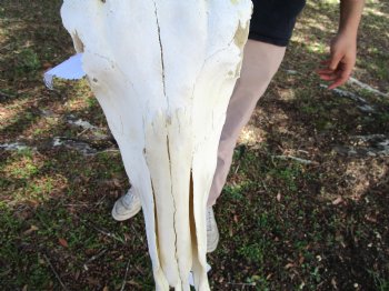 18-1/2 inches wide African Blue Wildebeest Skull with Horns 