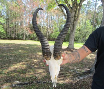Male African Springbok Skull with 12-7/8 and 13 inches Horns for $69.99