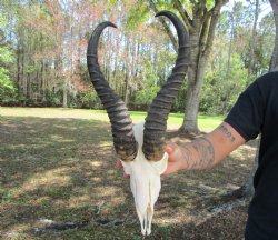 Male African Spring...