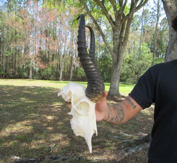 Male African Springbok Skull with 12-7/8 and 13 inches Horns for $69.99