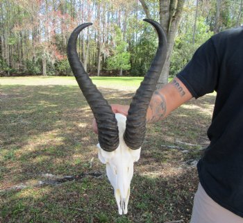 Male African Springbok Skull with 10-7/8 and 11-1/4 inches Horns for $69.99