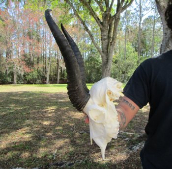 Male African Springbok Skull with 10-7/8 and 11-1/4 inches Horns for $69.99