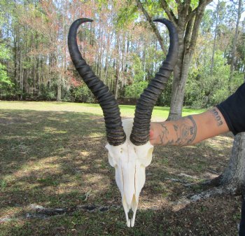 Male African Springbok Skull <font color=red> Good Quality</font> with 12-1/4 and 11-7/8 inches Horns for $69.99