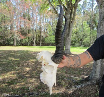 Male African Springbok Skull <font color=red> Good Quality</font> with 12-1/4 and 11-7/8 inches Horns for $69.99