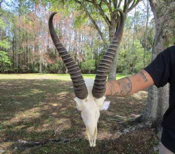 Male African Springbok Skull <font color=red> Good Quality</font> with 10-3/4 inches Horns for $69.99