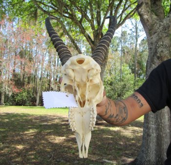 Male African Springbok Skull <font color=red> Good Quality</font> with 10-3/4 inches Horns for $69.99