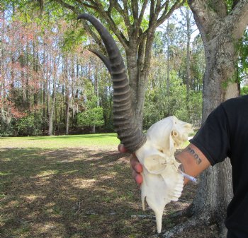 Male African Springbok Skull <font color=red> Good Quality</font> with 10-3/4 inches Horns for $69.99