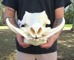 14 inches Large Warthog Skull with 6-1/2 and 7 inches Ivory Tusks - Buy this one for $154.99