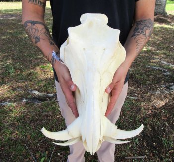 14 inches Large Warthog Skull with 6-1/2 and 7 inches Ivory Tusks - Buy this one for $154.99