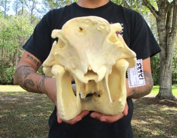 14 inches Large Warthog Skull with 6-1/2 and 7 inches Ivory Tusks - Buy this one for $154.99