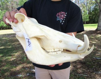 14 inches Large Warthog Skull with 6-1/2 and 7 inches Ivory Tusks - Buy this one for $154.99