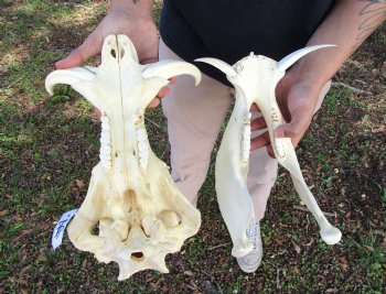 14 inches Large Warthog Skull with 6-1/2 and 7 inches Ivory Tusks - Buy this one for $154.99