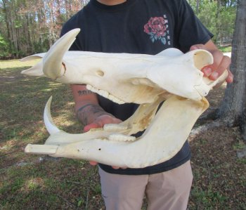 13-3/4 inches Large Warthog Skull with 7-1/4 inches Ivory Tusks - Buy this one for $154.99