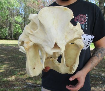 13-3/4 inches Large Warthog Skull with 7-1/4 inches Ivory Tusks - Buy this one for $154.99