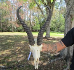 Male African Spring...