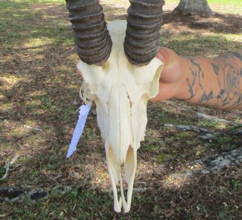 Male African Springbok Skull <font color=red> Good Quality</font> with 11-3/4 inches Horns for $69.99