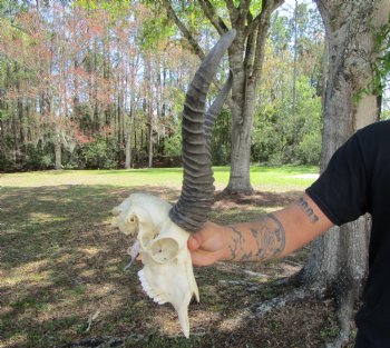 Male African Springbok Skull <font color=red> Good Quality</font> with 11-3/4 inches Horns for $69.99